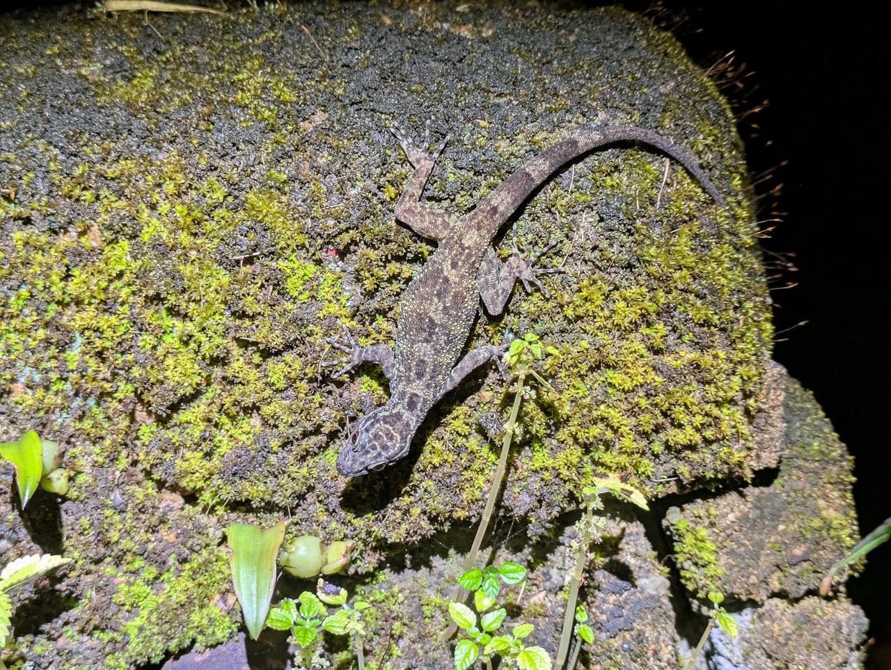 Coorg (Madikeri)