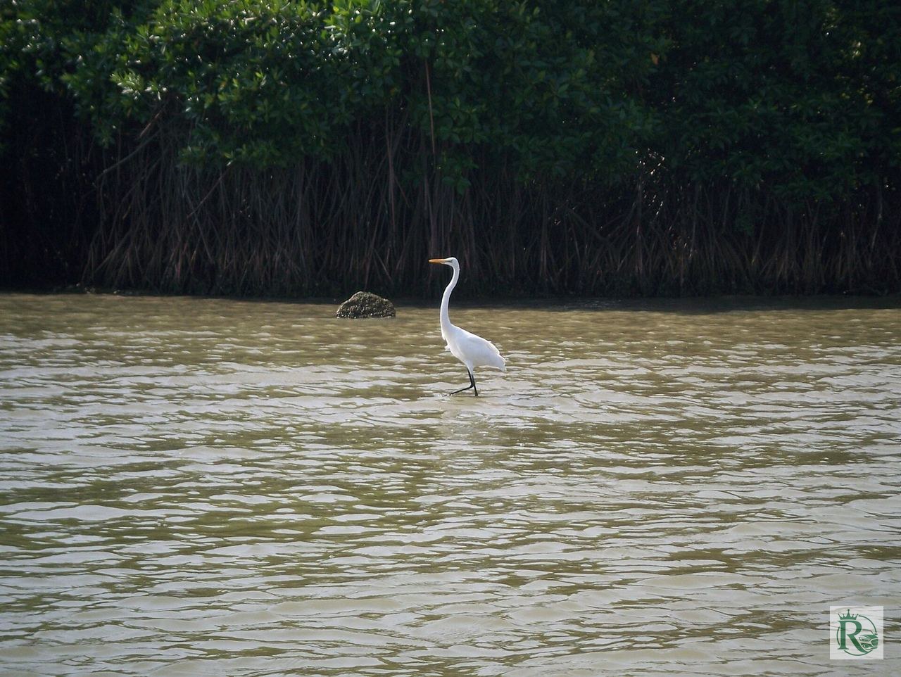 Pichavaram Mangrove Forest